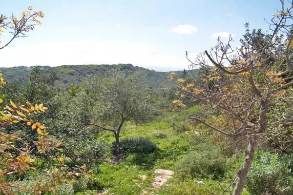 Seafront 7,700 m² Land for Sale in Douliana, Apokoronas — photo 4