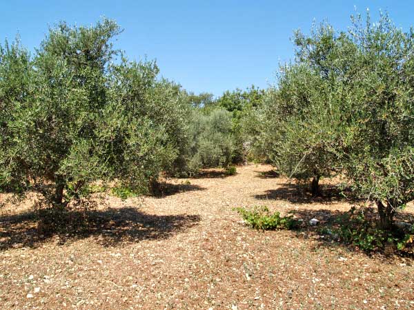 Seafront 10,053 m² Land for Sale in Kalamitsi Amigdali, Apokoronas — photo 4
