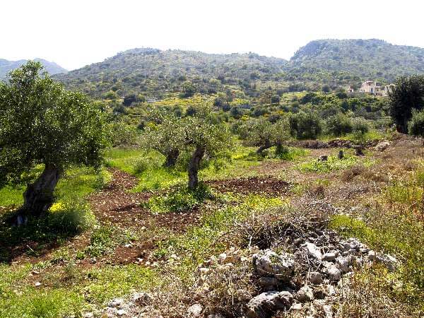 Seafront 4,058 m² Plot of Land for Sale in Gavalochori, Apokoronas — photo 4