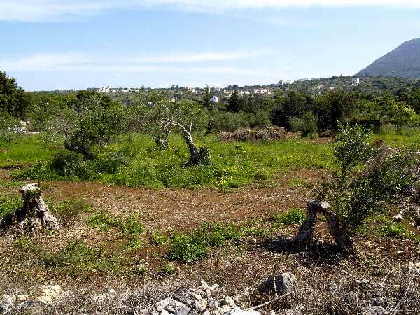 Seafront 4,058 m² Plot of Land for Sale in Gavalochori, Apokoronas — photo 2