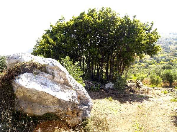 Seafront 4,058 m² Plot of Land for Sale in Gavalochori, Apokoronas — photo 5
