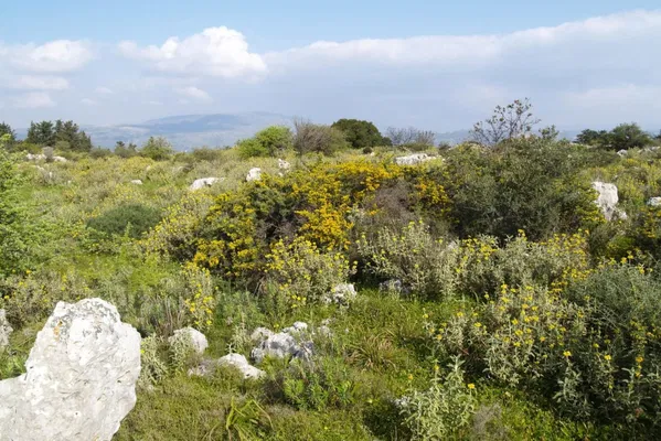 Seafront 15,594 m² Land for Sale in Kaina, Apokoronas — photo 3