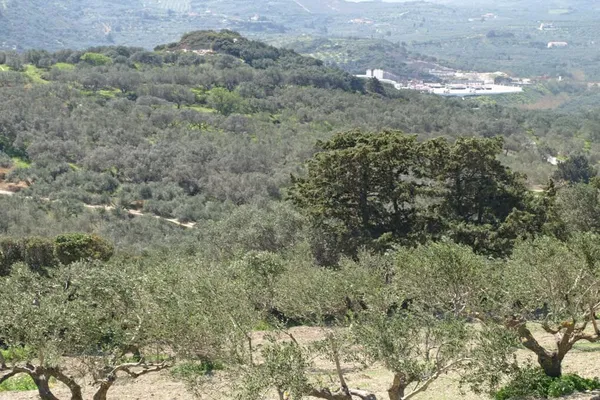 Seafront 12,000 m² Plot of Land for Sale in Koumouli, Platanias — photo 5