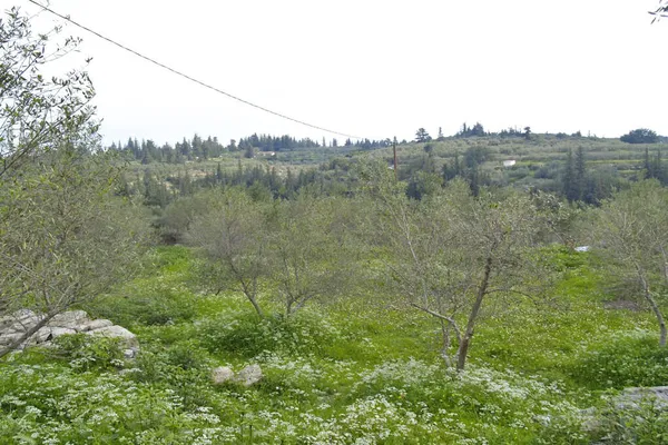 Seafront 2,059 m² Land for Sale in Nippos, Apokoronas — photo 5