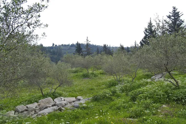 Seafront 2,059 m² Land for Sale in Nippos, Apokoronas — photo 4