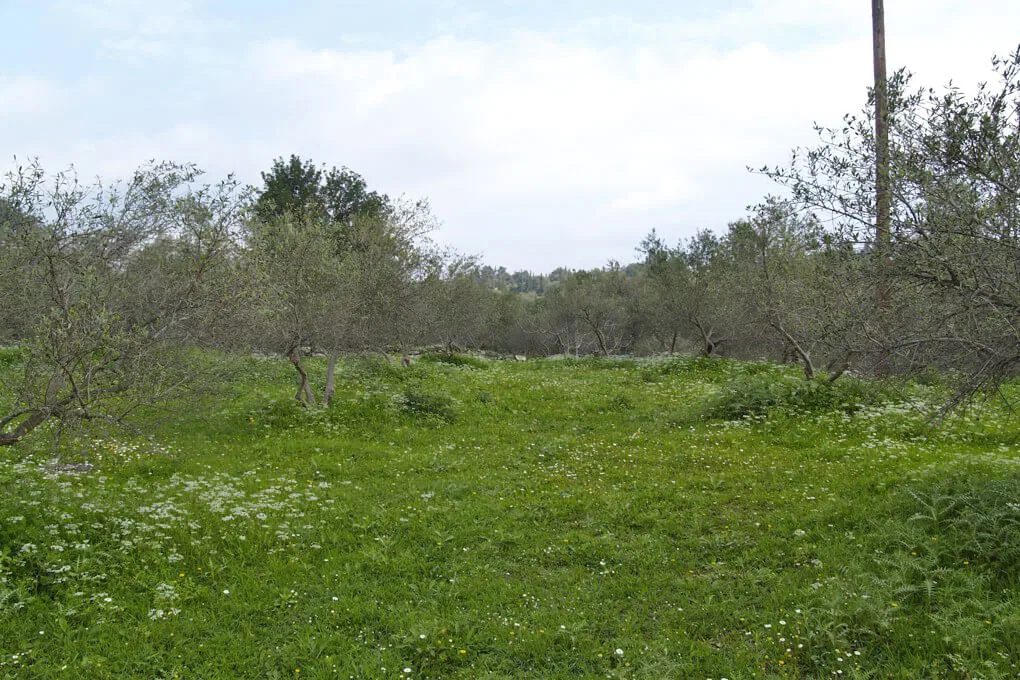 Seafront 2,059 m² Land for Sale in Nippos, Apokoronas
