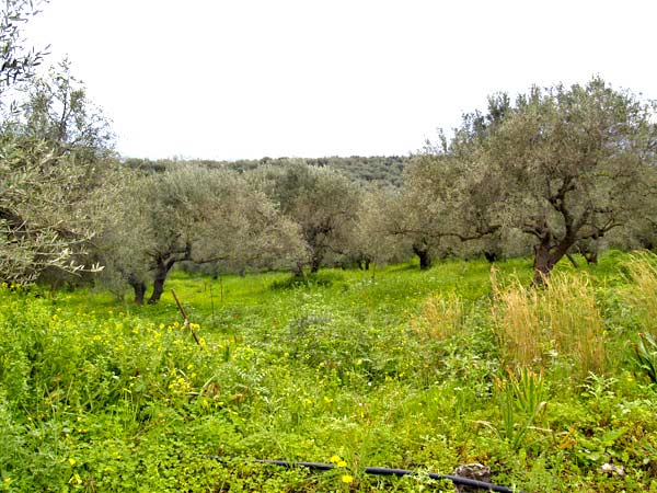 Seafront 13,177 m² Land for Sale in Armenoi, Apokoronas — photo 4