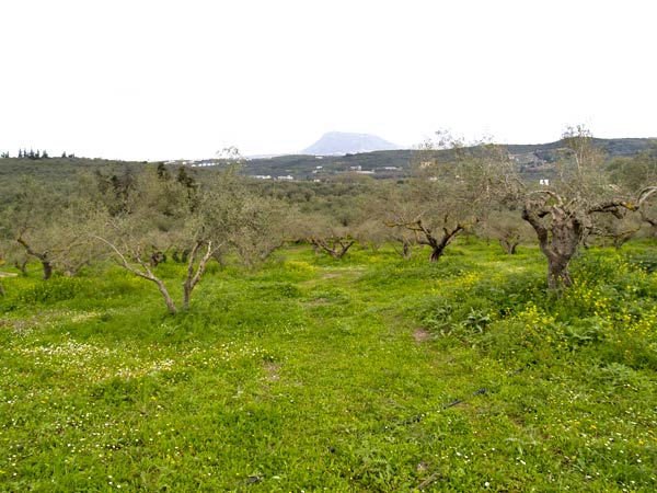 Seafront 13,177 m² Land for Sale in Armenoi, Apokoronas — photo 3