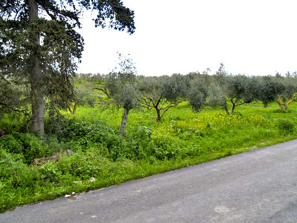Seafront 13,177 m² Land for Sale in Armenoi, Apokoronas