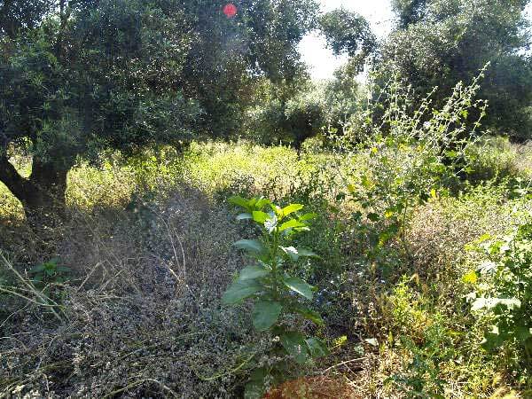 Seafront 1,608 m² Plot for Sale in Mouri, Apokoronas — photo 3