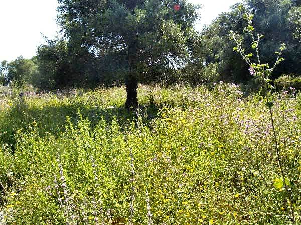 Seafront 1,608 m² Plot for Sale in Mouri, Apokoronas — photo 2