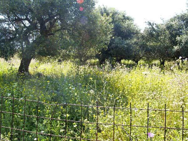 Seafront 1,608 m² Plot for Sale in Mouri, Apokoronas