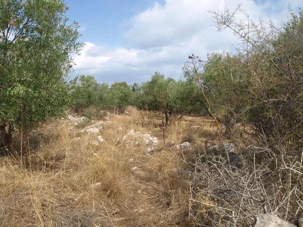 Seafront 4,000 m² Land for Sale in Litsarda, Apokoronas — photo 2