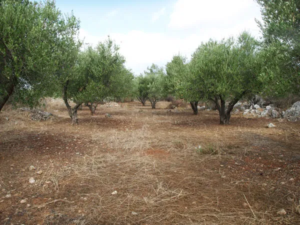 Seafront 4,000 m² Land for Sale in Litsarda, Apokoronas