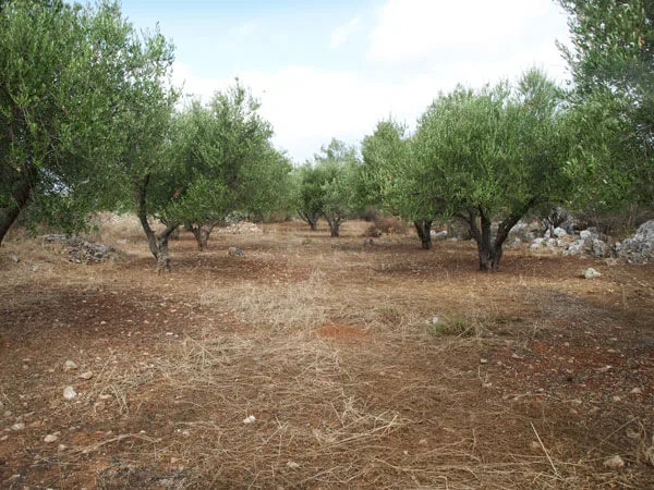 Seafront 4,000 m² Land for Sale in Litsarda, Apokoronas