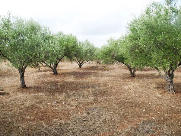 Seafront 4,000 m² Land for Sale in Litsarda, Apokoronas — photo 5