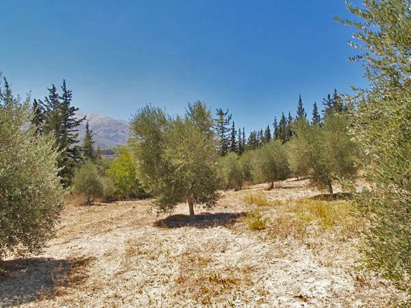 Seafront 2,141 m² Land for Sale in Agioi Pantes Apokoras, Apokoronas