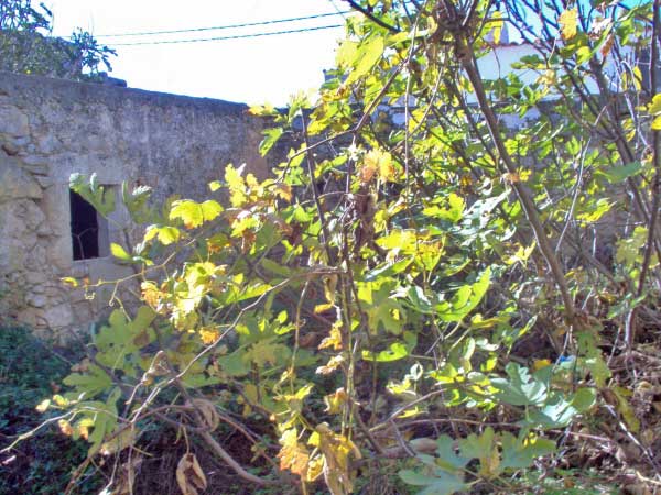 Seafront Villa for Sale in Amnatos, Amari — photo 3