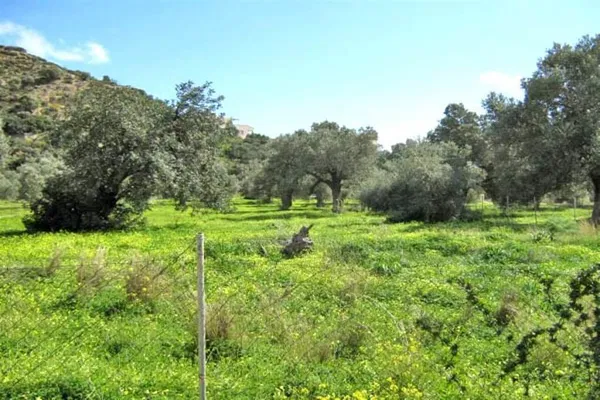 Seafront 4,029 m² Plot of Land for Sale in Agia Galini, Agios Vassilios — photo 3
