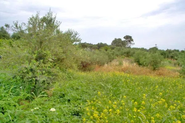 Seafront 1,479 m² Plot for Sale in Loutra Rethymnon, Rethymnon — photo 2