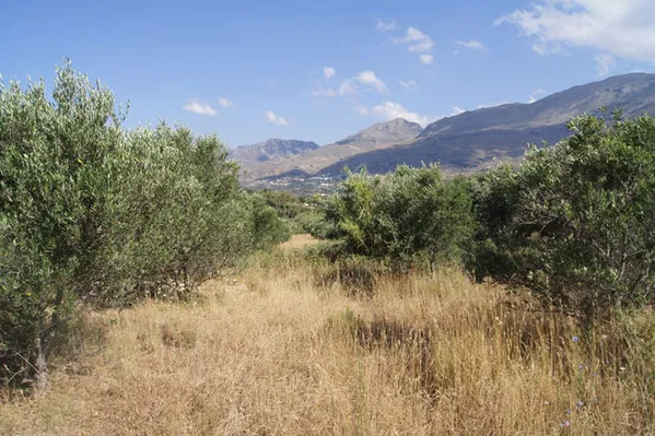 Seafront 4,448 m² Plot of Land for Sale in Lefkogia, Agios Vassilios — photo 3