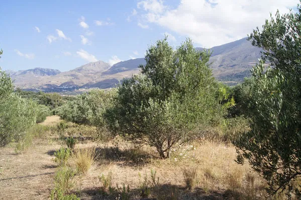 Seafront 4,448 m² Plot of Land for Sale in Lefkogia, Agios Vassilios — photo 4