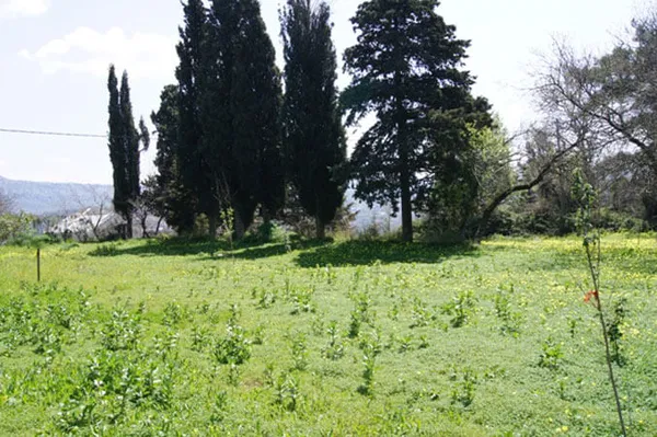Seafront 2,125 m² Plot for Sale in Kastellos, Apokoronas — photo 2