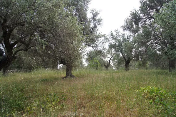 Seafront 1,125 m² Land for Sale in Kyrianna, Rethymnon — photo 5