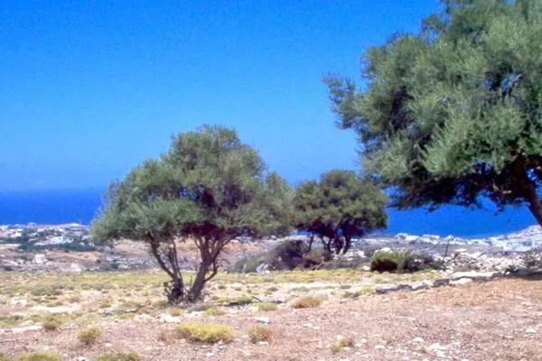 Seafront 228,800 m² Land for Sale in Mikra Anogia, Rethymnon — photo 3